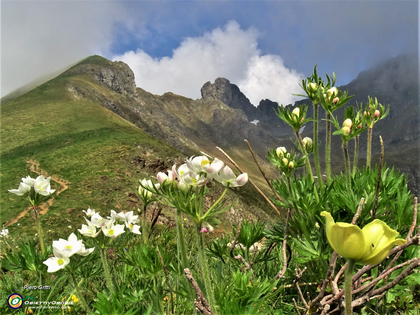 33  Anemonastrum  narcissiflorum (Anemone narcissino) con gialla  Pulsatilla alpina sulphurea (Anemone sulfureo) a dx e vista in Triomen-Valletto.JPG